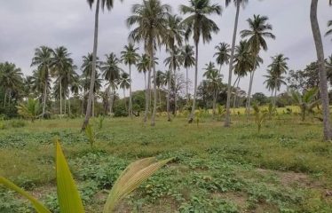 Land For Sale-Waraiyapola