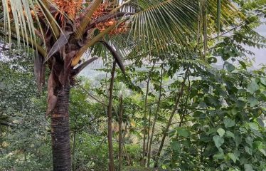 Land For Sale-Horana